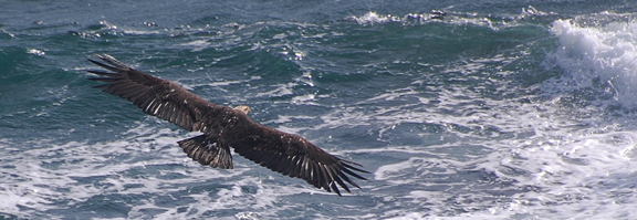 Soaring Bald eagle. Photo by Alex Shapiro.